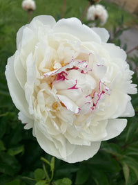 Festiva Maxima Peony
