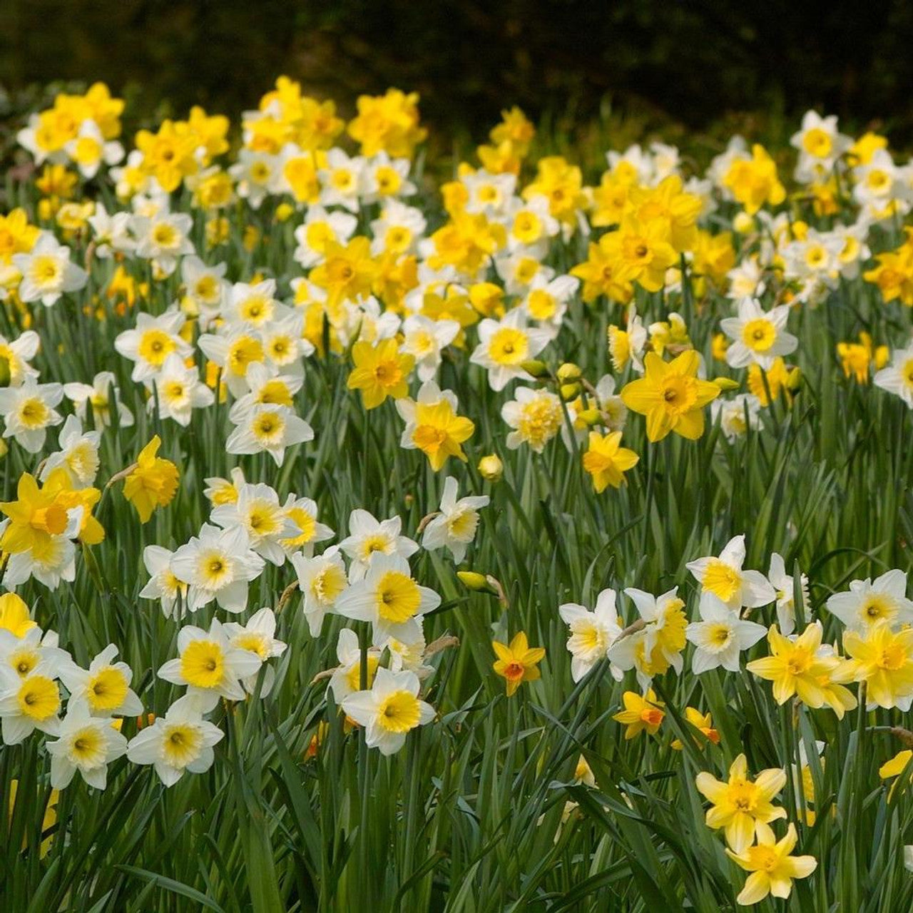 Green Daffodil Mixture Seeds