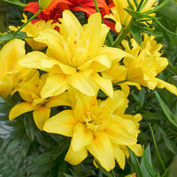 Double Asiatic Lily- Fata Morgana
