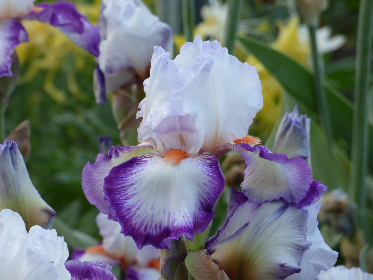 Triple Take Bearded Iris