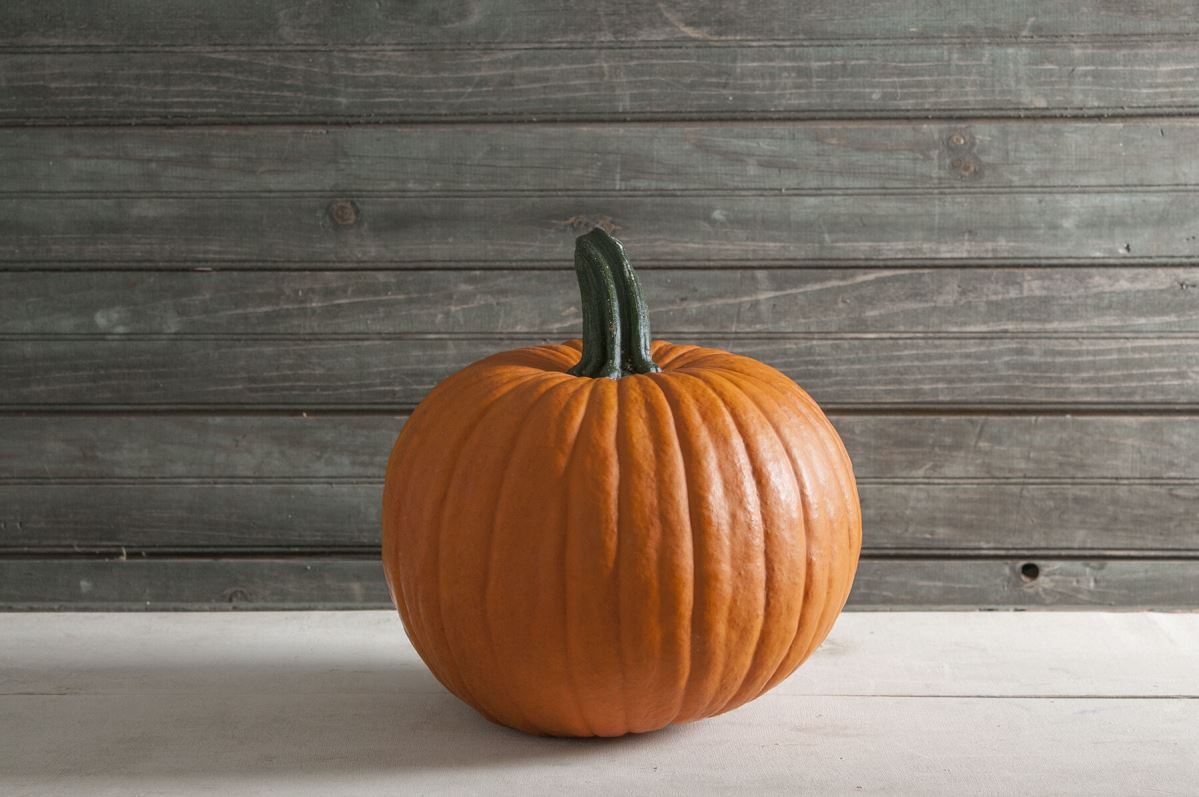 Racer Plus – Pumpkin Seed