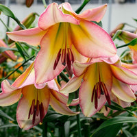 Oriental Trumpet Lily- Beijing Moon