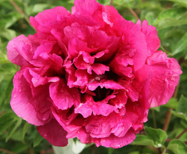 Rebel Rockii-Flare Tree Peony
