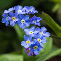 Forget Me Not- Blue Ball