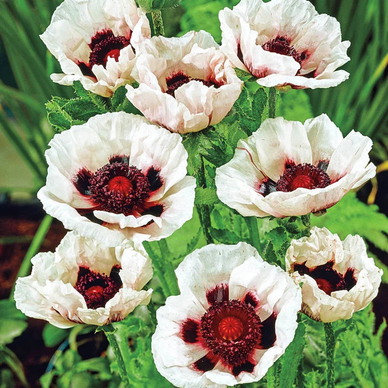 Breck's Colourful Oriental Poppy Collection
