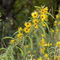 Yellow Maximilian Sunflower Seeds for Planting – Perennial, Drought-Tolerant, Pollinator-Friendly