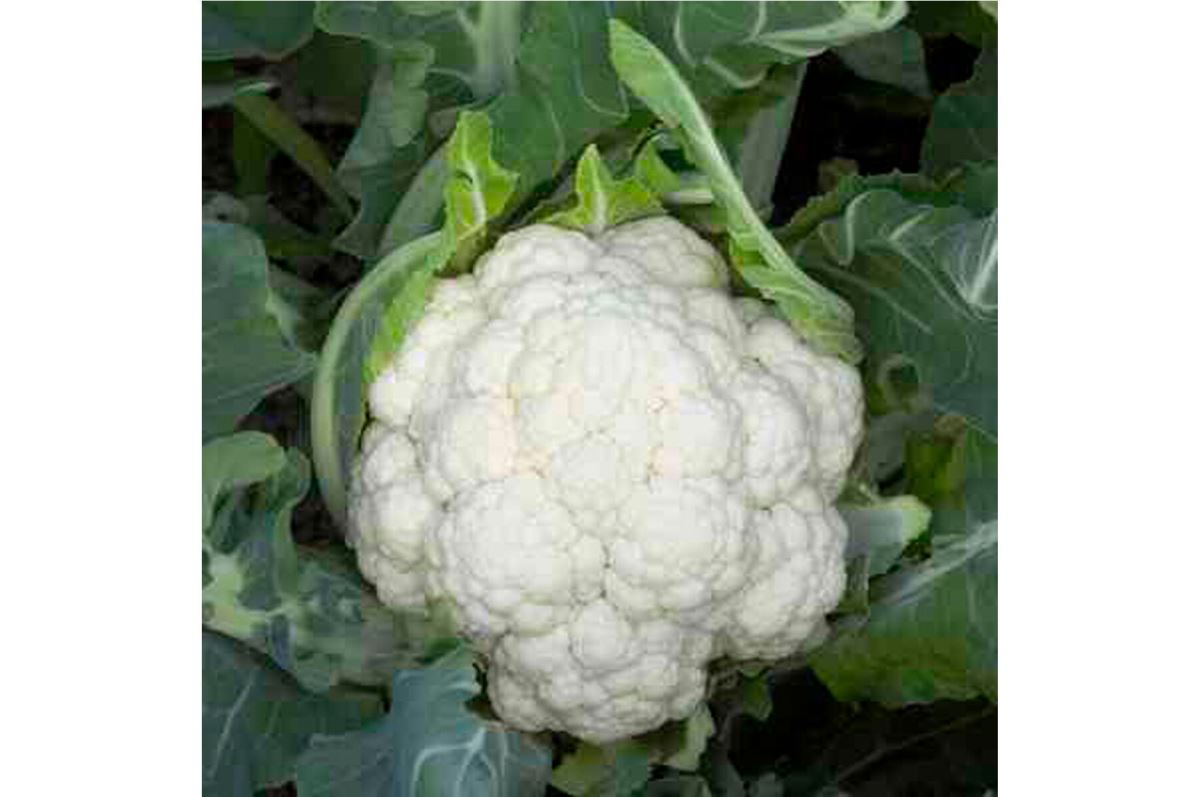 Denali – Cauliflower Seed