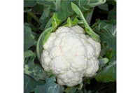 Denali – Cauliflower Seed