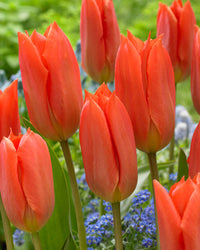 Orange Brilliant Tulip Seeds