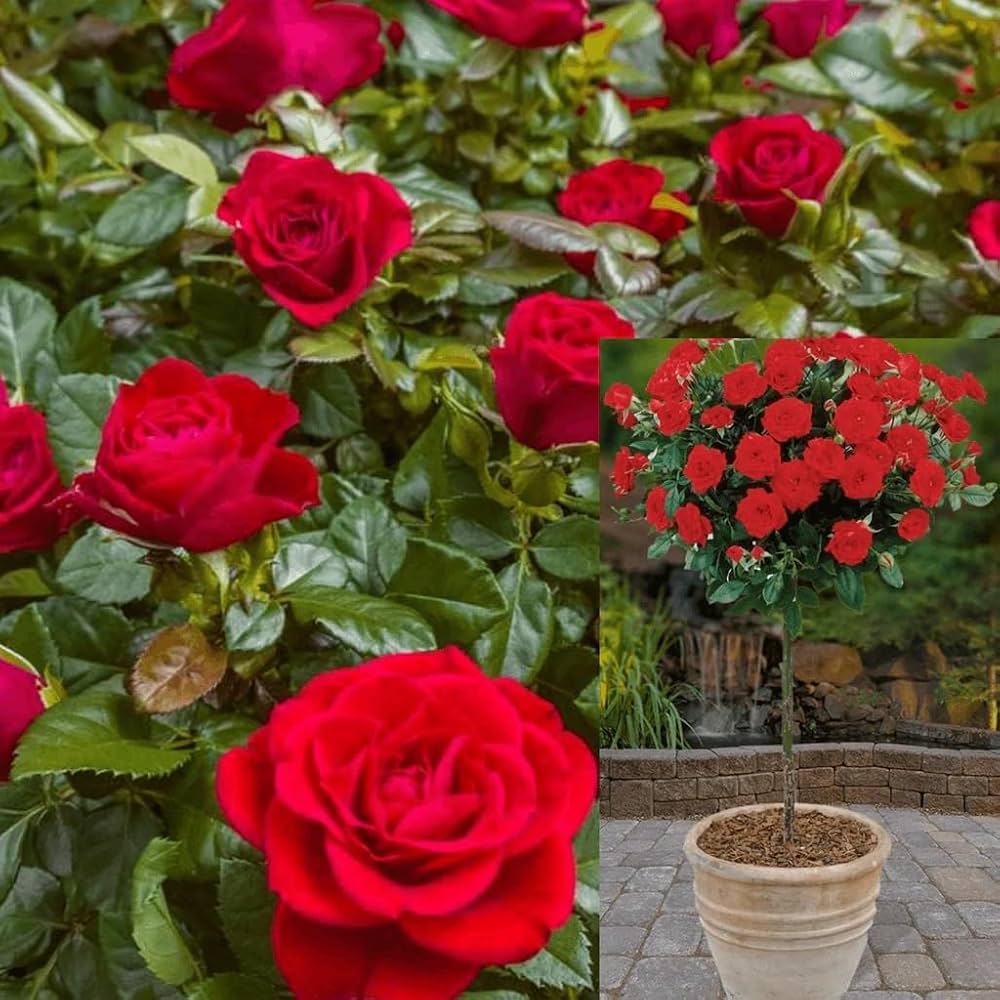 Rose- Mr Lincoln Climbing