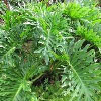 Green Philodendron Selloum Seeds for Planting - Heirloom & Non-GMO Seeds for planting