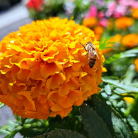 Marigold, African- Savannah Sun