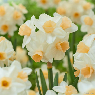 Kapiti Peach Daffodil Seeds