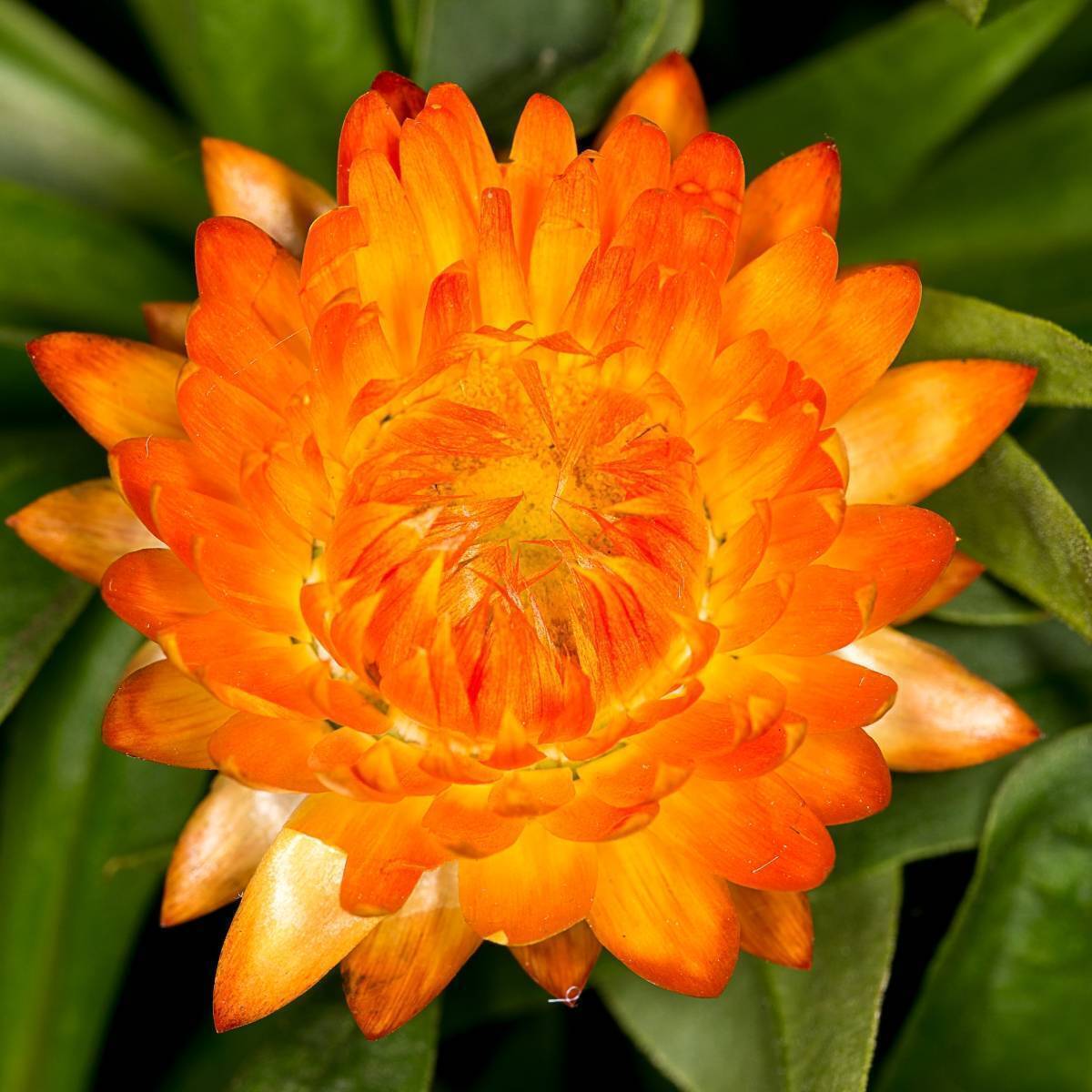 Everlasting Daisy- Orange