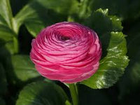 Ranunculus- Elegance Rosa Scuro 125-14