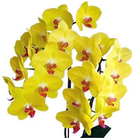 Orchid Phalaenopsis Flower Seeds, Heirloom, Non-GMO Elegant Tropical Blooms for Indoor Planting