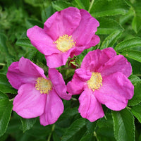 Rugosa Pink Seeds for Planting – Organic, Heirloom, Non-GMO Flower Seeds