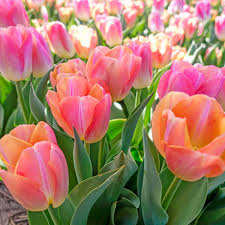 Cool Pink Lemonade Tulip Seeds