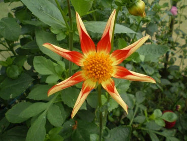 Dahlia- Golden Sunset (Tuber)
