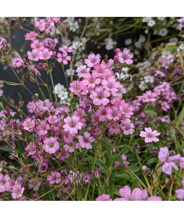 Gypsophila- Repens Rose