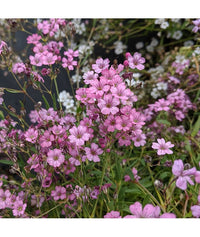 Gypsophila- Repens Rose