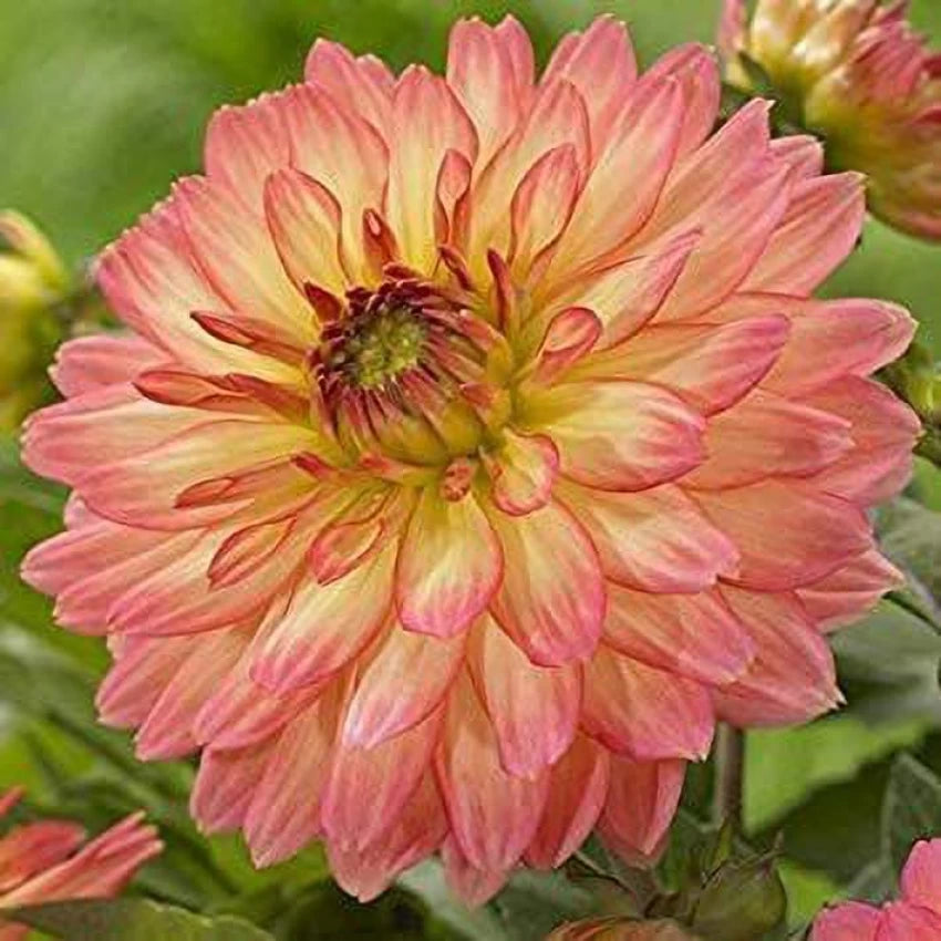 Dahlia- The Mexican (Tuber)