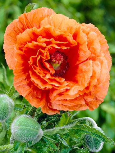 Orange Glow Oriental Poppy