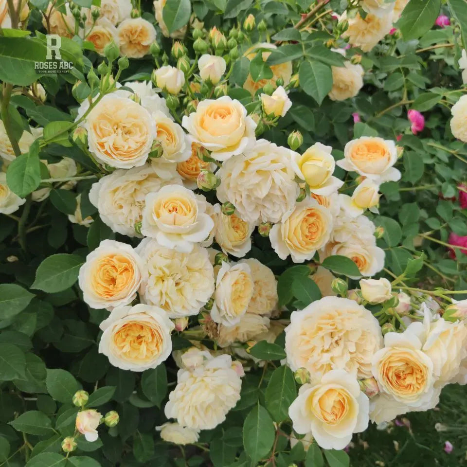 Rose- Teasing Georgia