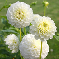 Dahlia- Boundary Snow Flake (Tuber)