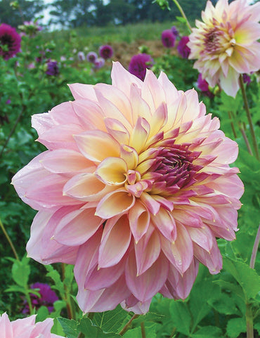 Dahlia- Kotara (Tuber)
