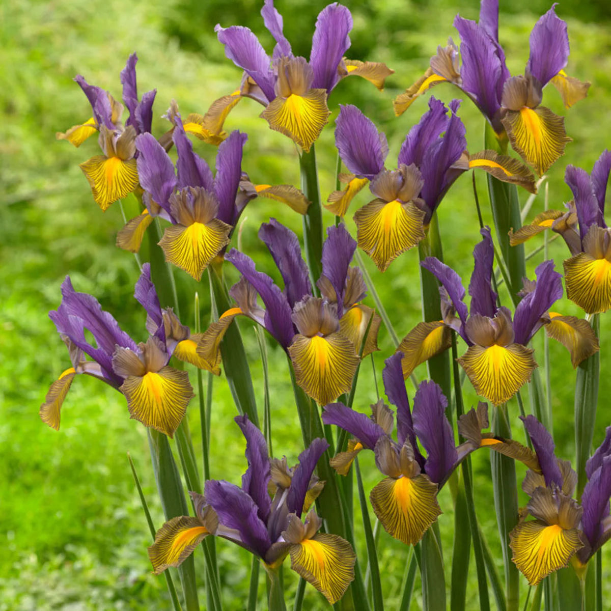 Picasso Dutch Iris