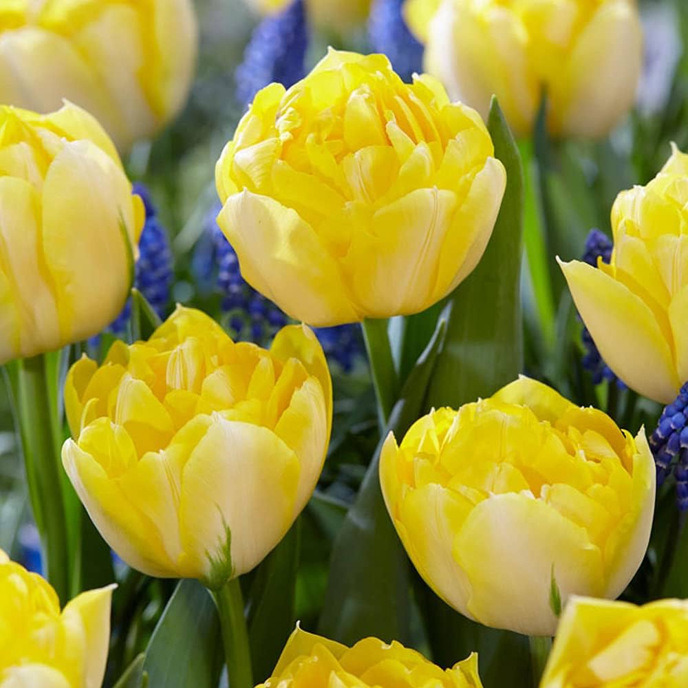 Secret Perfume Tulip Seeds