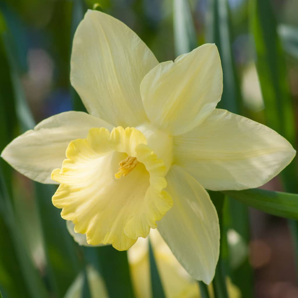 Pistachio Daffodil Seeds