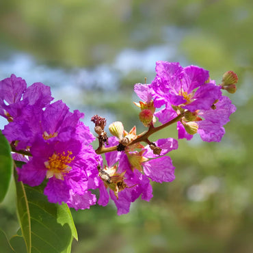 Lagerstroemia Flower Seeds for Heirloom Lagerstroemia Flower Seeds, Non-GMO Crape Myrtle Blooms for Colorful Garden and Landscape Planting, Heirloom, Non-GMO,