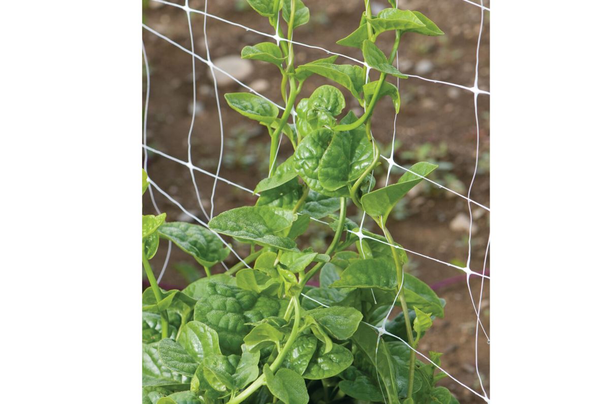 Green Malabar Spinach Specialty Green Seed