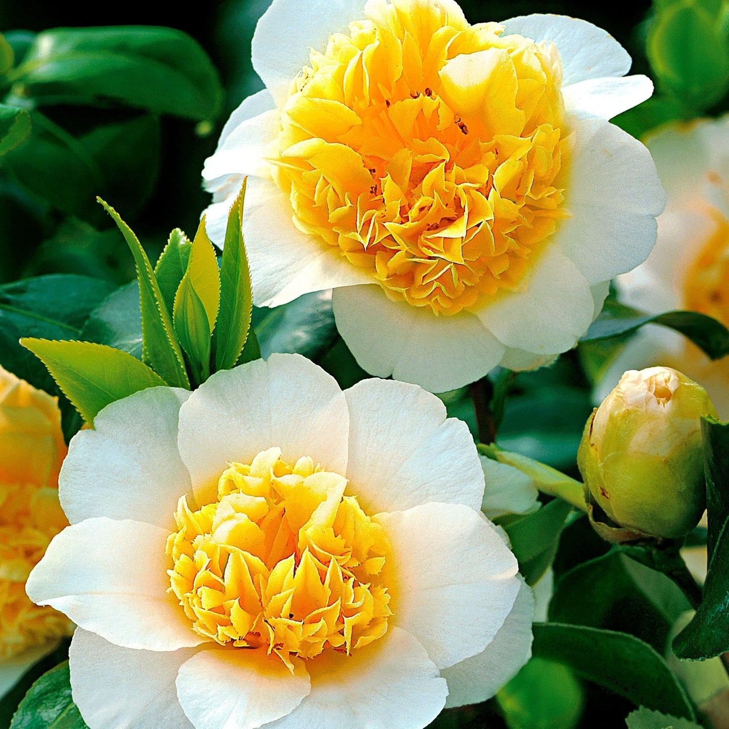 White Yellow Camellia Flower Seeds – Non-GMO, for Garden Planting