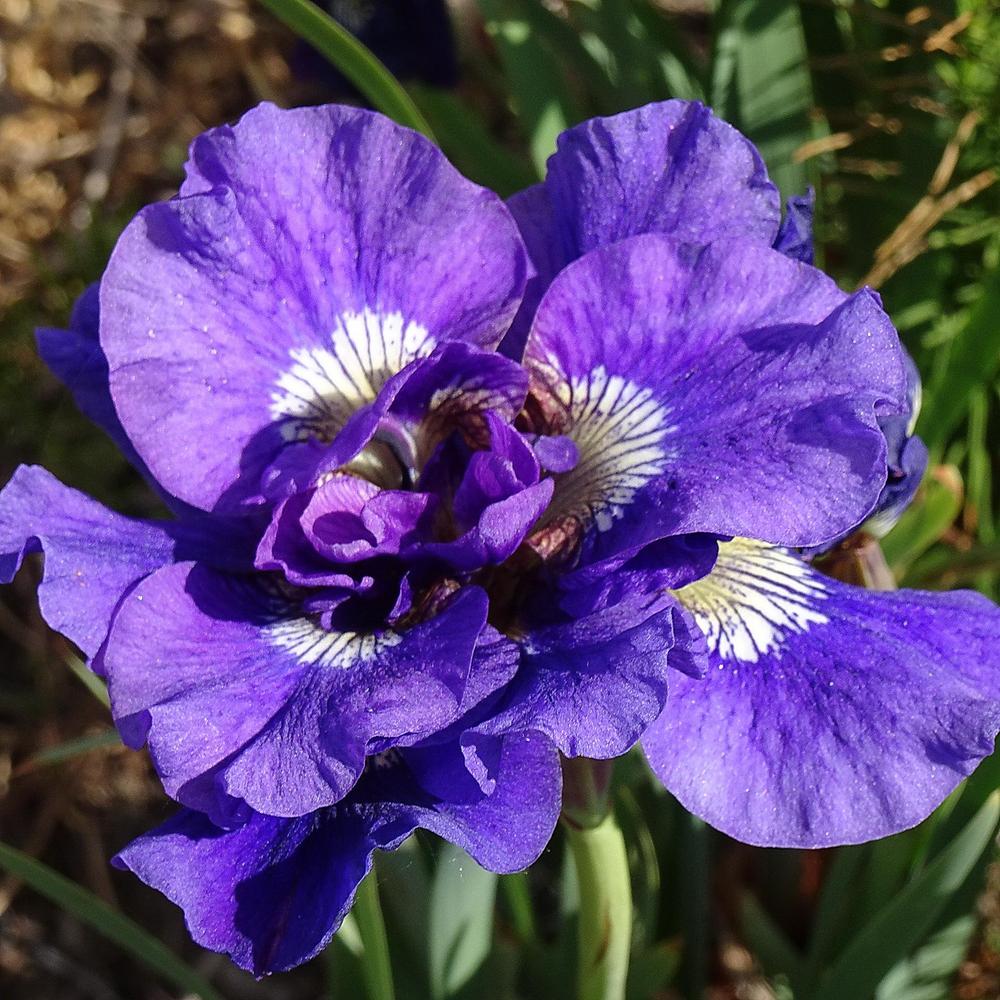 Kaboom Double-Flowered Siberian Iris