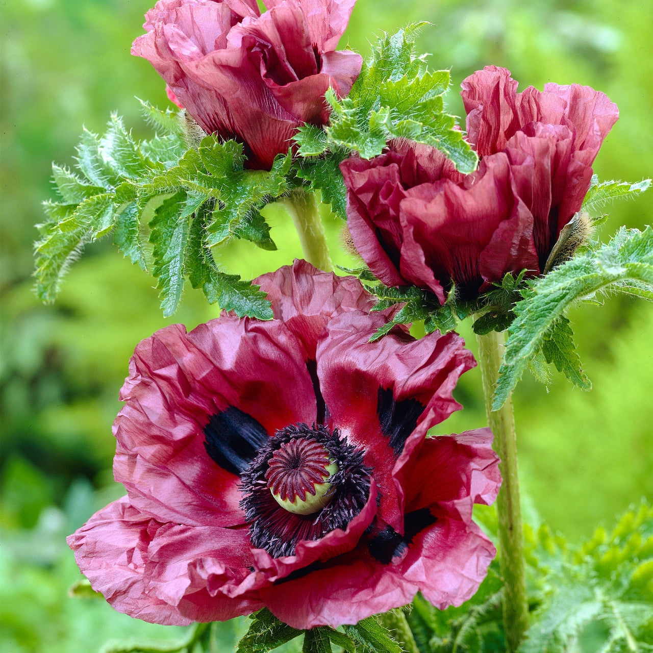 Patty's Plum Poppy