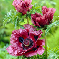 Patty's Plum Poppy