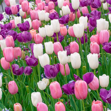 Monet's Garden Tulip Mixture Seeds