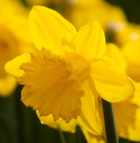 Exception Daffodil Seeds