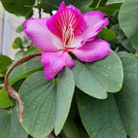 Bauhinia Flower Seeds for Planting, Heirloom, Non-GMHeirloom Bauhinia Flower Seeds, Non-GMO Orchid Tree Blooms for Tropical Garden PlantingO, 100