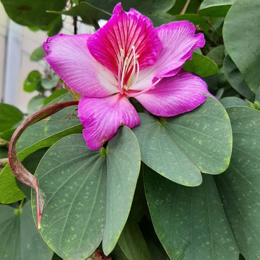 Bauhinia Flower Seeds for Planting, Heirloom, Non-GMHeirloom Bauhinia Flower Seeds, Non-GMO Orchid Tree Blooms for Tropical Garden PlantingO, 100