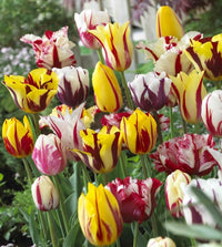 Burgundy Bliss Tulip Mixture Seeds