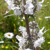 White Sage Seeds for Planting – Organic, Heirloom, Non-GMO Flower & Herb Seeds