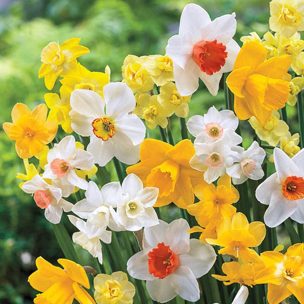 Late Spring Flowering Daffodil Mixture Seeds
