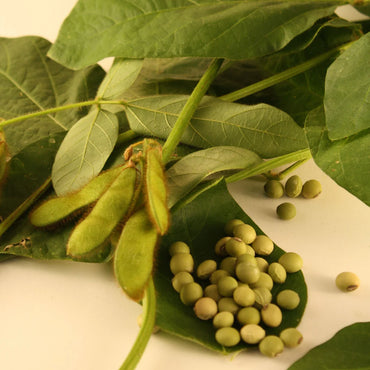 Envy – Soybean Seed