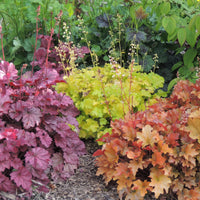Heuchera Mixture