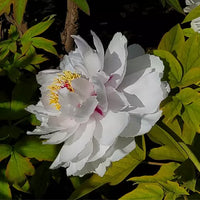 Bulls Eye Tree Peony