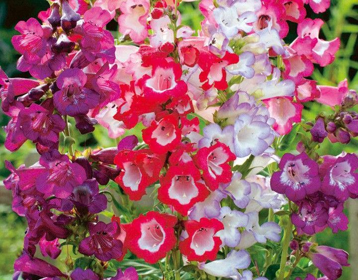 Penstemon- Sensation Mixed